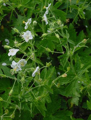 Brauner Storchschnabel - Geranium phaeum 'Album'