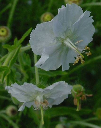 Brauner Storchschnabel - Geranium phaeum 'Album