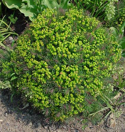 Zypressen-Wolfsmilch - Euphorbia cyparissias