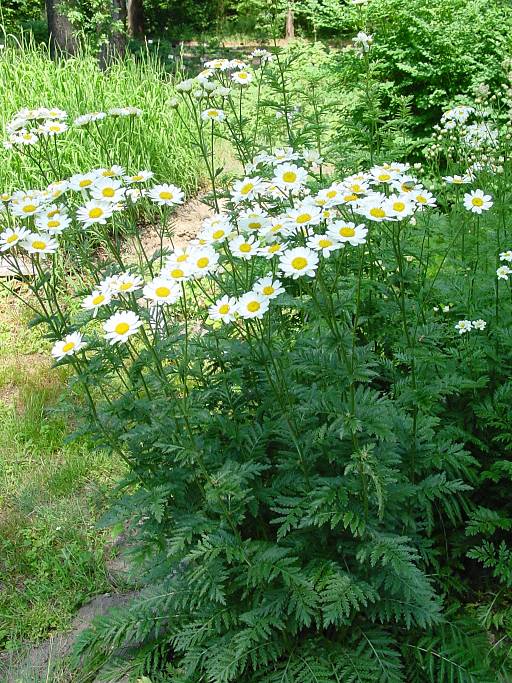 Straußblütige Wucherblume - Tanacetum corymbosum