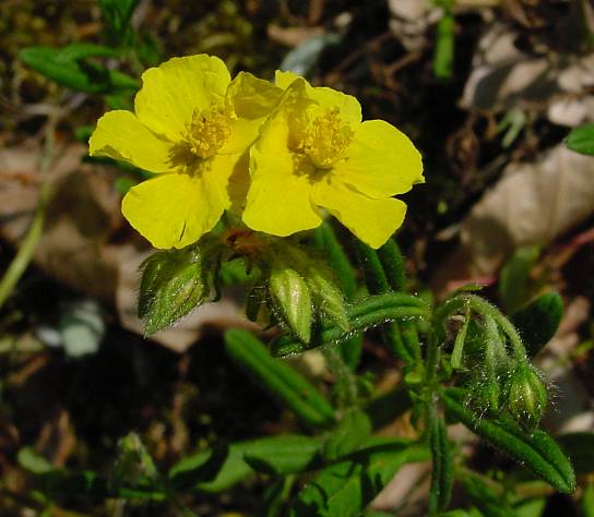 Gewöhnliches Sonnenröschen - Helianthemum nummularium