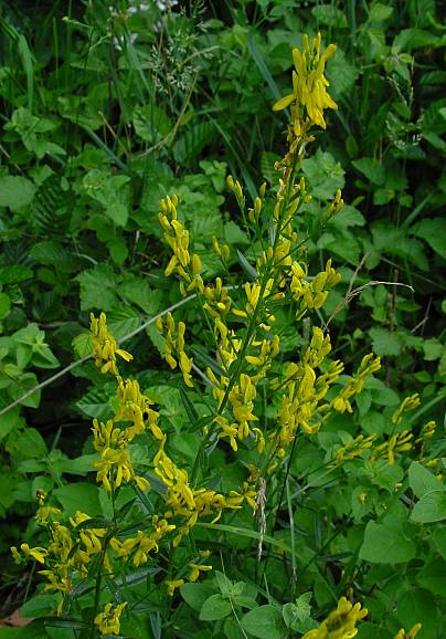 Deutscher Ginster - Genista germanica