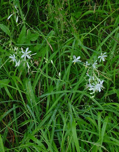 Ästige Graslilie - Anthericum ramosum