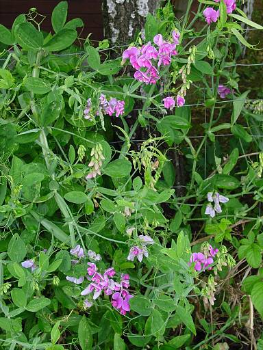 Breitblättrige Platterbse - Lathyrus latifolius