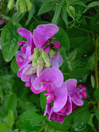 Breitblättrige Platterbse - Lathyrus latifolius