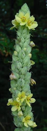 Kleinblütige Königskerze - Verbascum thapsus
