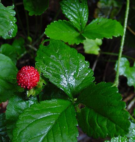 Indische Scheinerdbeere - Duchesnea indica