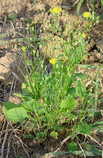 Gewöhnlicher Rainkohl - Lapsana communis