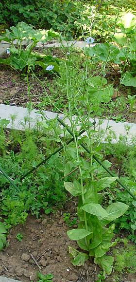 Zuckerhutsalat - Cichorium intybus var. Foliosum