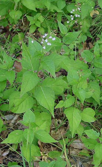 Großes Hexenkraut - Circaea lutetiana