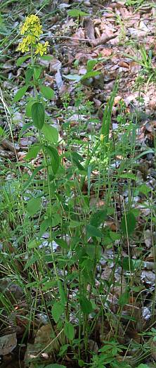 Behaartes Johanniskraut - Hypericum hirsutum