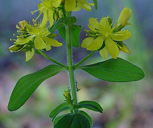 Behaartes Johanniskraut - Hypericum hirsutum