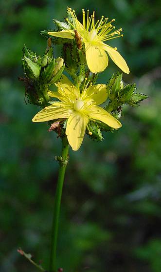 Berg-Johanniskrut - Hypericum montanum