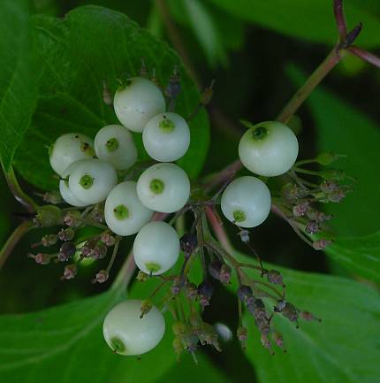 Weißer Hartriegel - Cornus alba