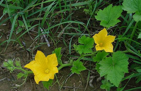 Gurke - Cucumis sativus