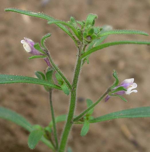 Kleines Leinkraut - Chaenorhinum minus