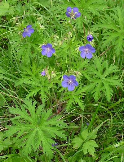 Wiesen-Storchschnabel - Geranium pratense