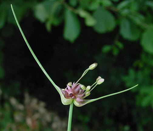 Roß-Lauch - Allium oleraceum