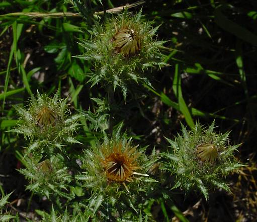 Kleine Eberwurz - Carlina vulgaris