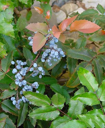 Mahonie - Mahonia aquifolium