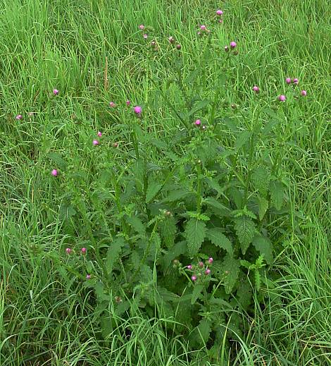 Krause Distel - Carduus crispus