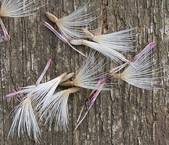 Krause Distel - Carduus crispus