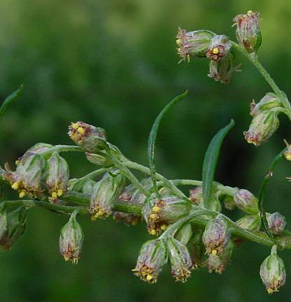 Gemeiner Beifuß - Artemisia vulgaris