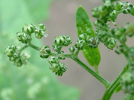 Bastard-Gänsefuß - Chenopodium hybridum