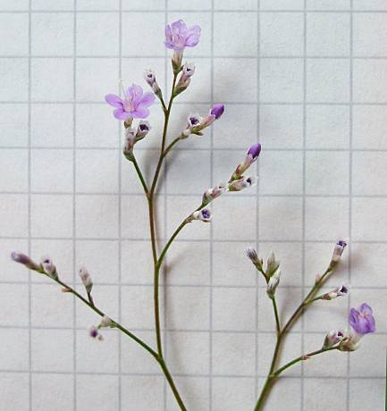 Meerlavendel - Limonium latifolium