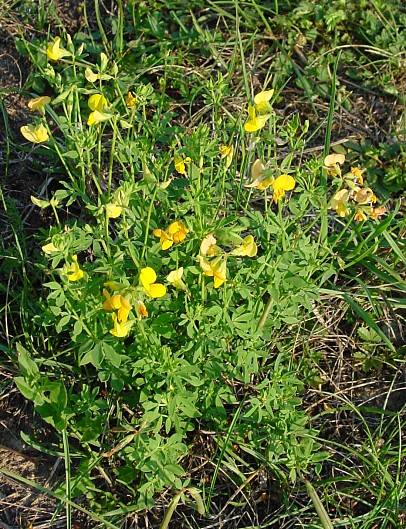 Gewöhnlicher Hornklee - Lotus corniculatus