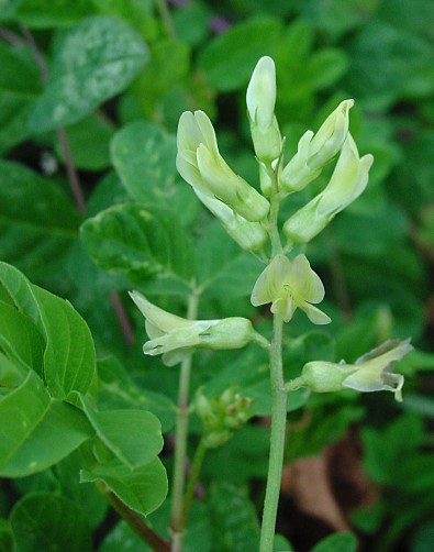 Süßer Tragant - Astragalus glycyphyllos