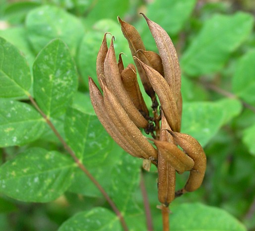 Süßer Tragant - Astragalus glycyphyllos