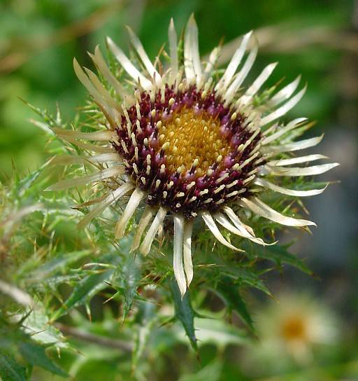 Kleine Eberwurz - Carlina vulgaris