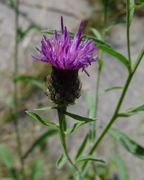 Hain-Flockenblume - Centaurea nigra subsp. nemoralis