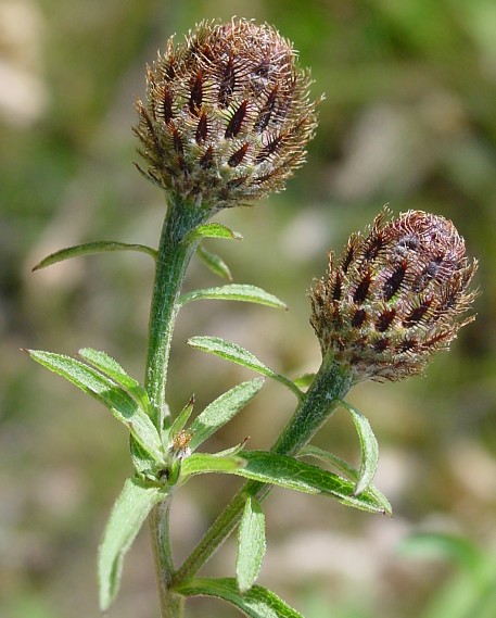 Hain-Flockenblume - Centaurea nigra subsp. nemoralis