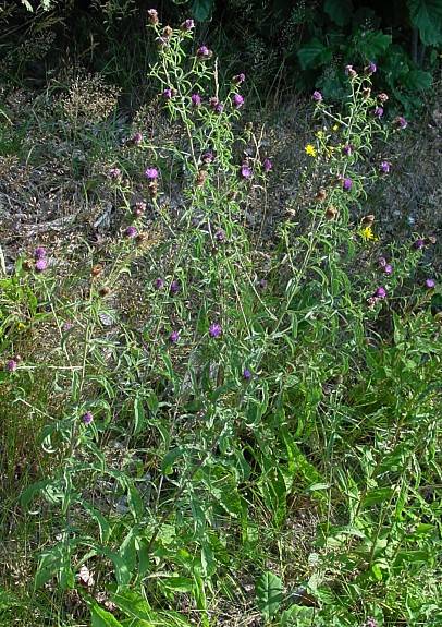 Hain-Flockenblume - Centaurea nigra subsp. nemoralis