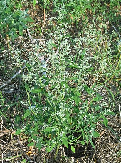 Weißer Gänsefuß - Chenopodium album