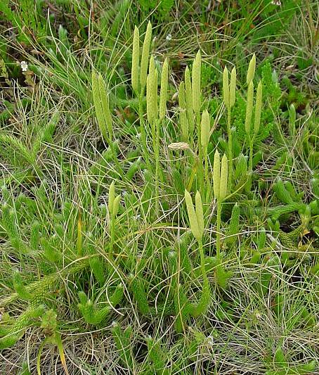 Keulen-Bärlapp - Lycopodium clavatum