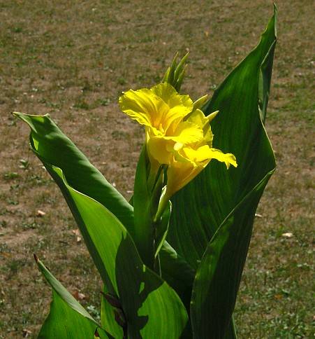 Blumenrohr - Canna spec.