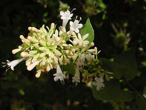 Chinesische Abelie - Abelia chinensis
