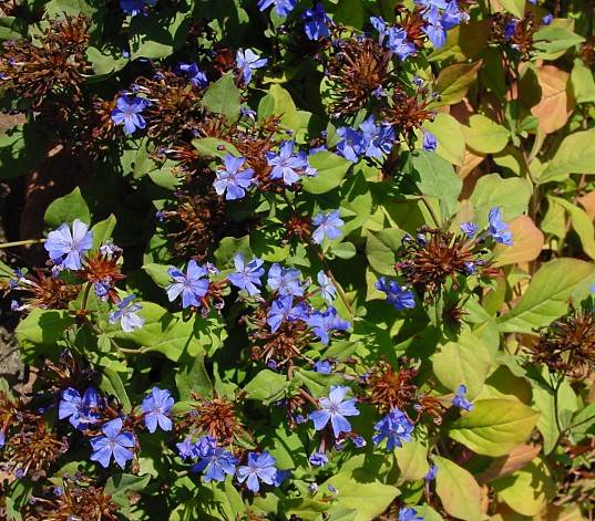 Hornnarbe - Ceratostigma plumbaginoides