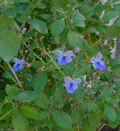 Losbaum - Clerodendrum ugandense