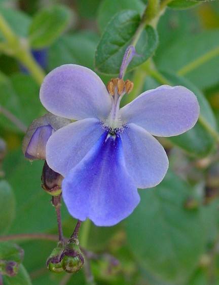 Losbaum - Clerodendrum ugandense