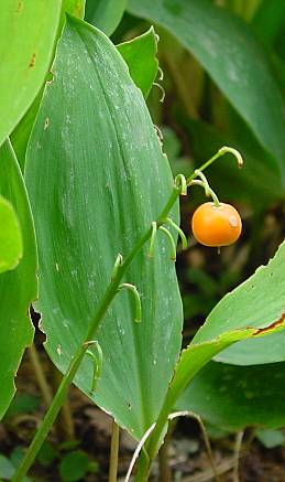 Maiglöckchen - Convallaria majalis