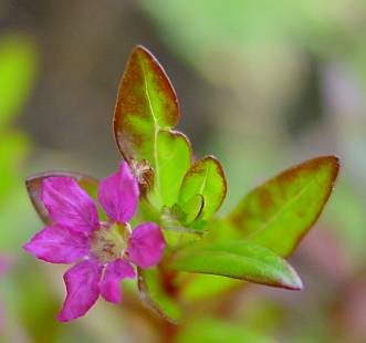 Japanische Scheinmyrte - Cuphea hyssopifolia