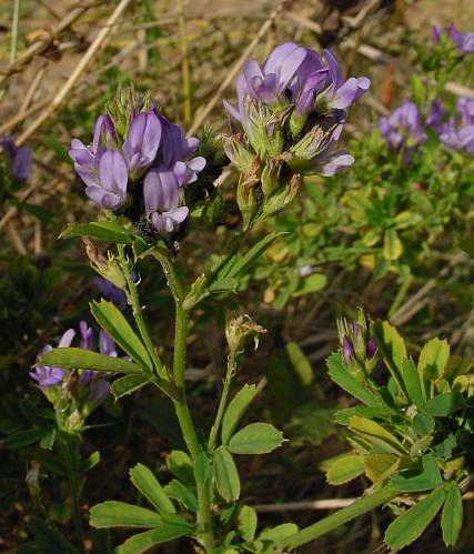 Saat-Luzerne, Alfalfa - Medicago sativa