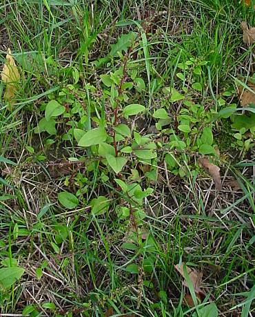 Vielsamiger Gänsefuß - Chenopodium polyspermum