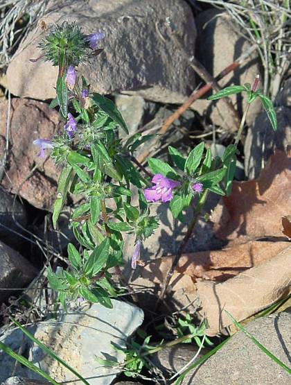 Breitblättriger Hohlzahn - Galeopsis ladanum