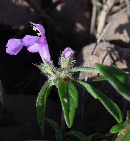 Breitblättriger Hohlzahn - Galeopsis ladanum