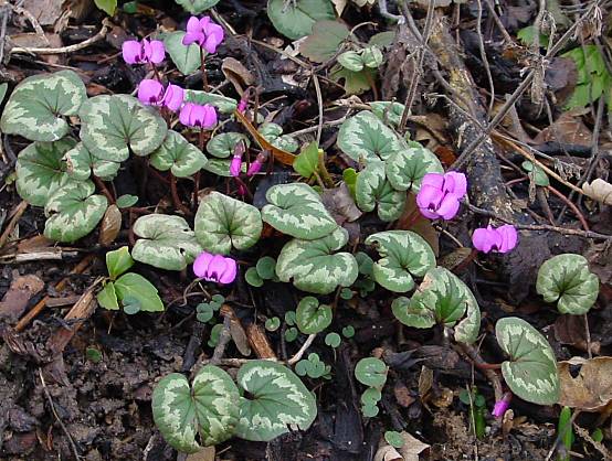 Alpenveilchen - Cyclamen coum